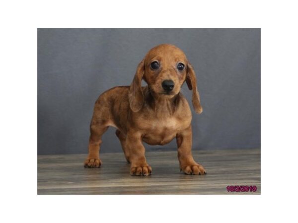 Dachshund DOG Male Red 7463 Petland Athens, OH