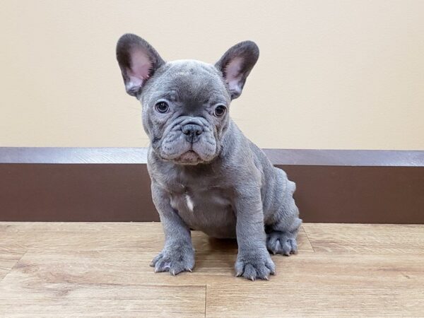 French Bulldog DOG Female Blue 7482 Petland Athens, OH