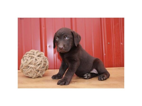 Labrador Retriever DOG Female Chocolate 7481 Petland Athens, OH