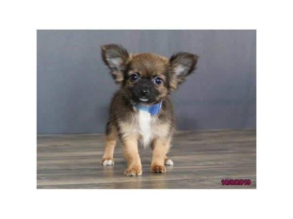 Chihuahua DOG Male Sable 7479 Petland Athens, OH