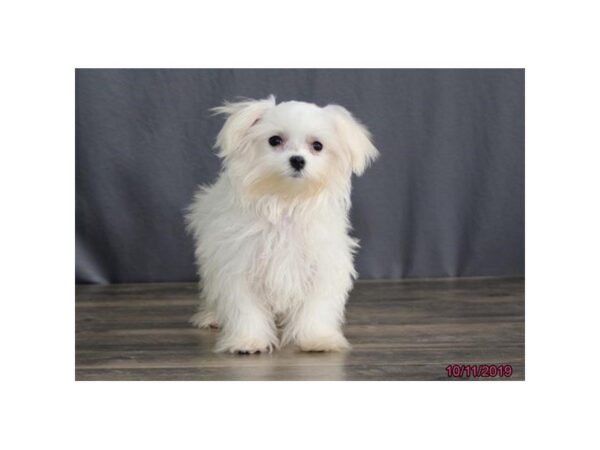 Maltese DOG Female White 7468 Petland Athens, OH