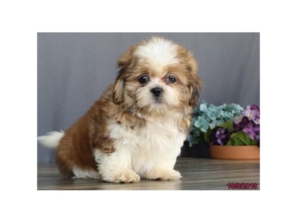 Shih Tzu DOG Male Red Sable 7474 Petland Athens, OH