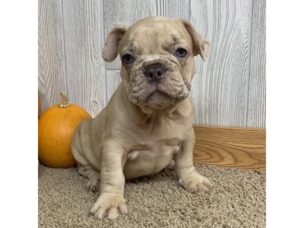 French Bulldog DOG Male Chocolate Merle 7480 Petland Athens, OH