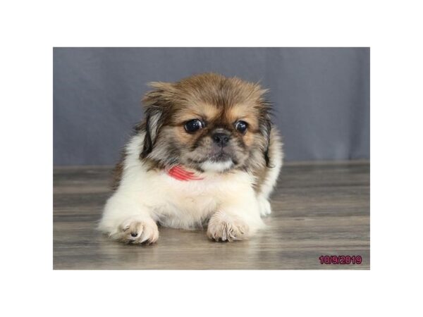 Pekingese DOG Female Sable / White 7470 Petland Athens, OH