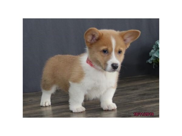 Pembroke Welsh Corgi DOG Male Red / White 7471 Petland Athens, OH