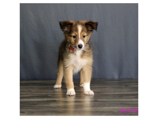 Shetland Sheepdog DOG Female Sable / White 7473 Petland Athens, OH