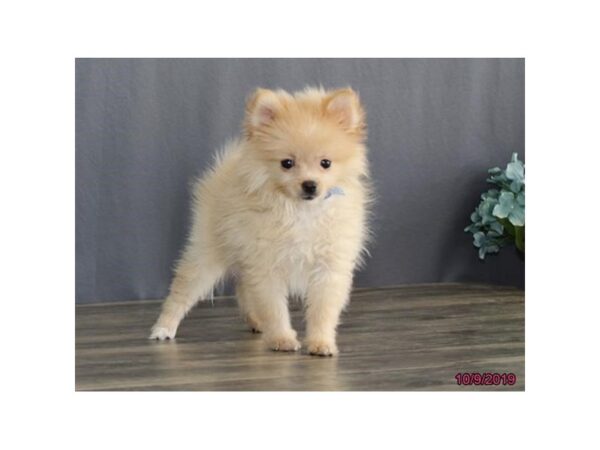 Pomeranian DOG Male Cream 7472 Petland Athens, OH