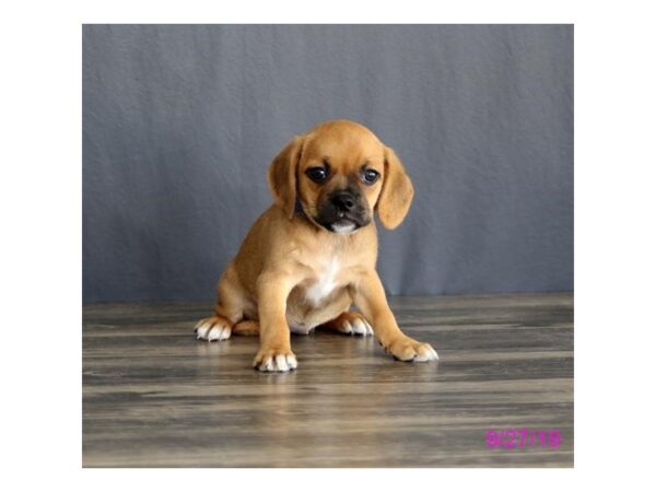 Puggle DOG Female Fawn 7476 Petland Athens, OH