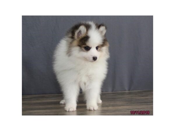 Pomsky 2nd Gen DOG Male Brown / White 7477 Petland Athens, OH