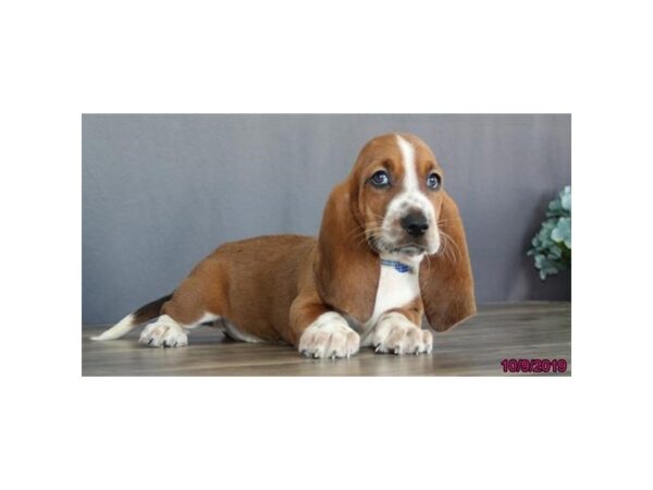 Basset Hound DOG Male Red / White 7478 Petland Athens, OH