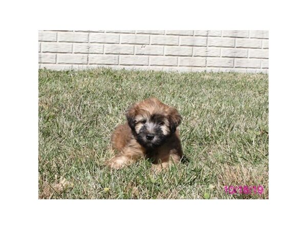 Soft Coated Wheaten Terrier DOG Male Wheaten 7491 Petland Athens, OH