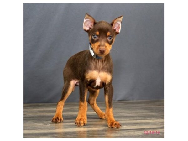 Miniature Pinscher-DOG-Male-Chocolate / Tan-7492-Petland Athens, OH