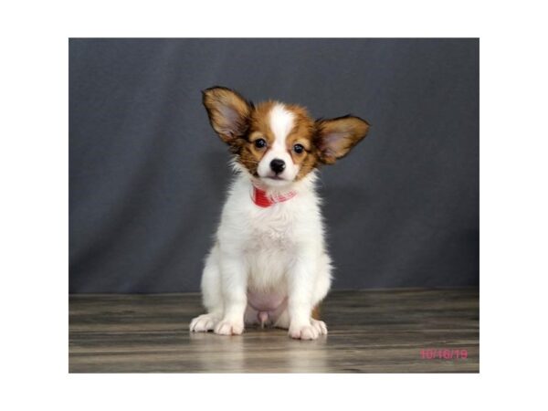 Papillon DOG Female Brown / White 7493 Petland Athens, OH