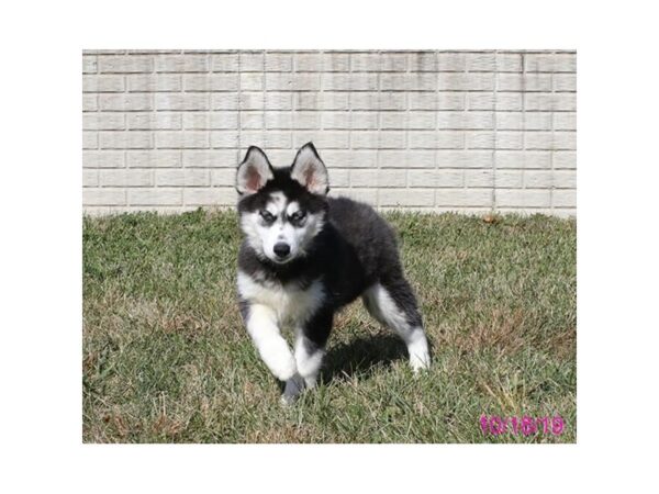 Siberian Husky-DOG-Female-Black / White-7489-Petland Athens, OH