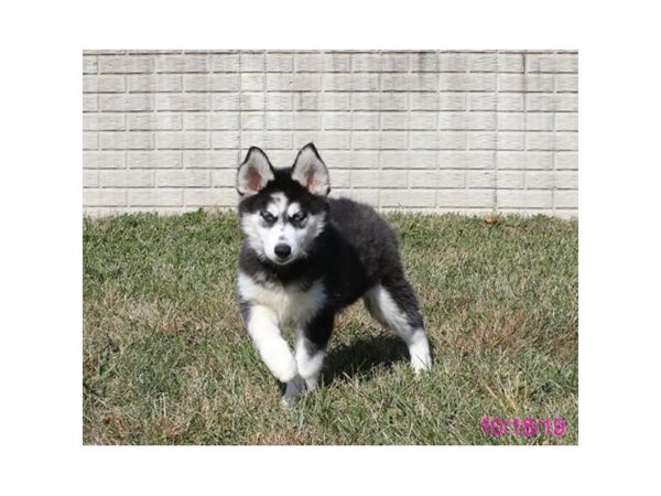 Siberian Husky DOG Female Black / White 7489 Petland Athens, OH