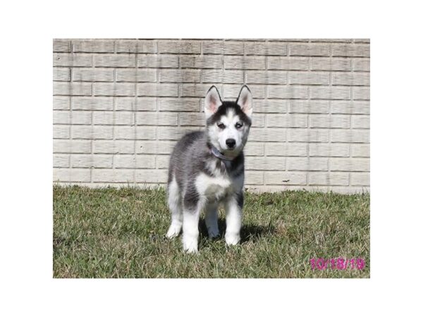 Siberian Husky DOG Male Black / White 7490 Petland Athens, OH