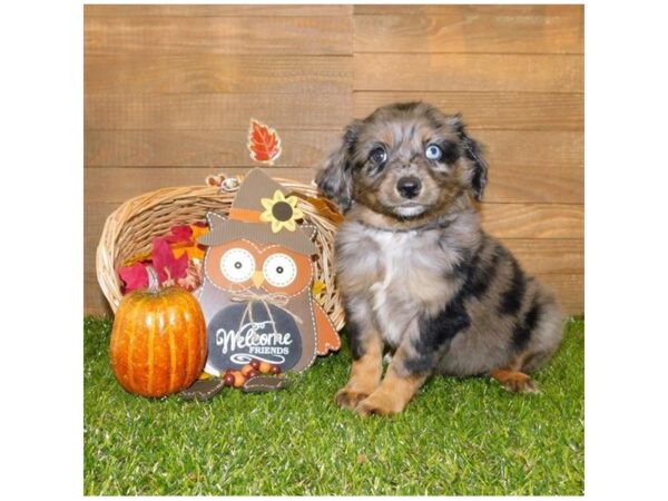 Miniature Australian Shepherd DOG Male Blue Merle 7497 Petland Athens, OH