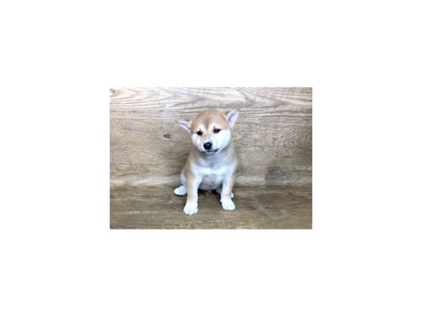 Shiba Inu DOG Male RED 7484 Petland Athens, OH