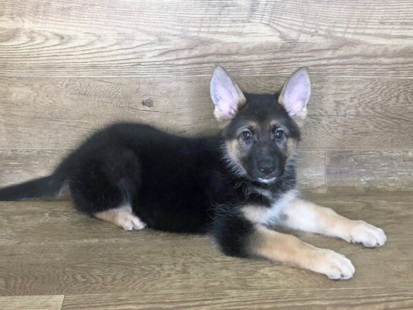 German Shepherd-DOG-Female-black and tan-7498-Petland Athens, OH