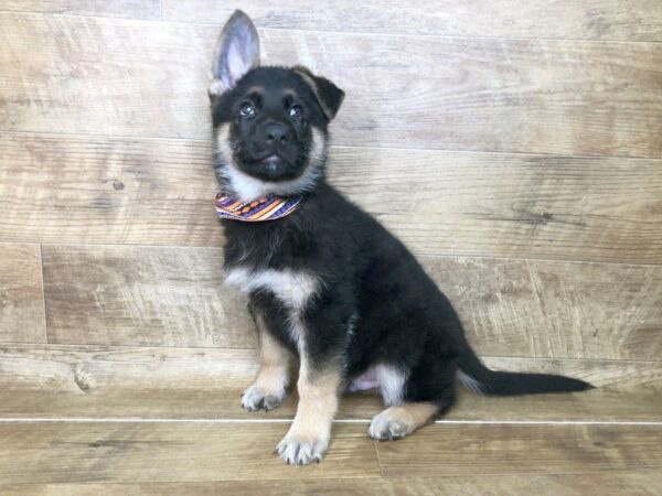 German Shepherd DOG Male black and tan 7494 Petland Athens, OH