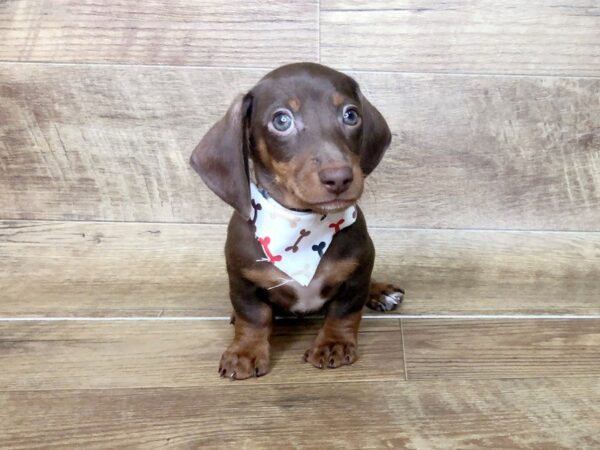 Dachshund DOG Male CHOCOLATE TAN 7483 Petland Athens, OH