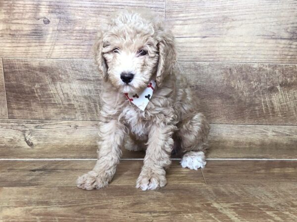 Miniature Poodle DOG Male RED 7487 Petland Athens, OH