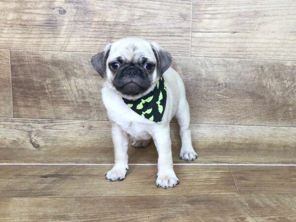 Pug DOG Male FAWN 7488 Petland Athens, OH