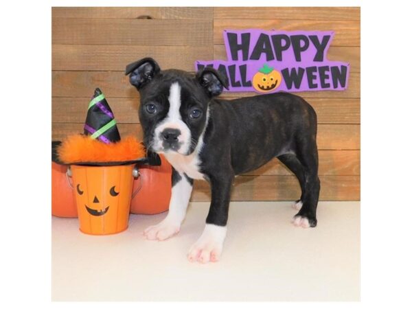 Boston Terrier DOG Female Black Brindle / White 7503 Petland Athens, OH