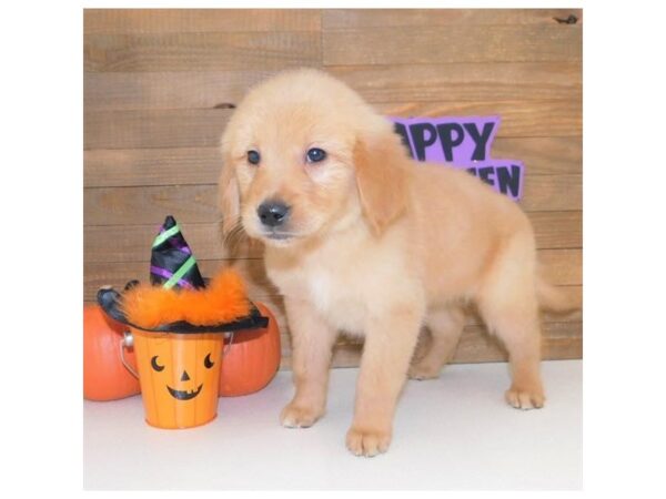 Golden Retriever DOG Female Golden 7504 Petland Athens, OH