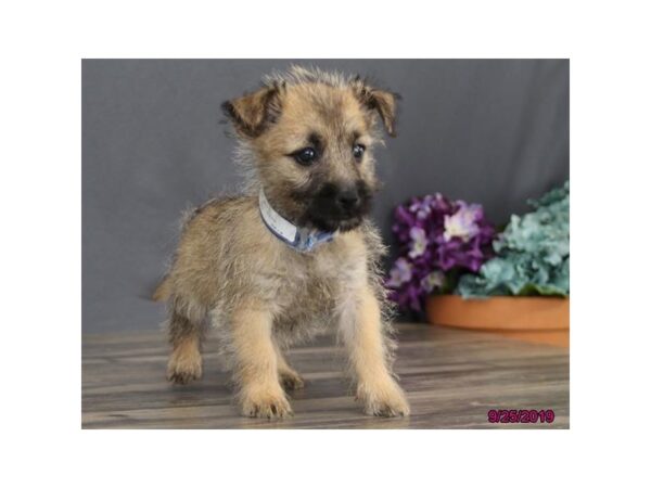 Cairn Terrier-DOG-Male-Wheaten-7505-Petland Athens, OH