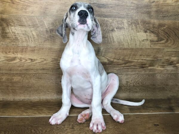 Great Dane DOG Female mrlqn 7506 Petland Athens, OH