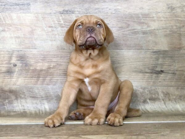 Dogue de Bordeaux DOG Male Red 7502 Petland Athens, OH