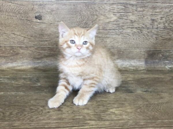 American Shorthair CAT Male orange 7500 Petland Athens, OH