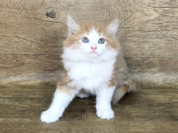 American Mediumhair-CAT-Male-orange tabby-7499-Petland Athens, OH