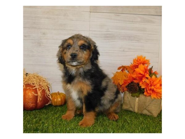 Aussiedoodle Mini DOG Male Blue Merle 7513 Petland Athens, OH