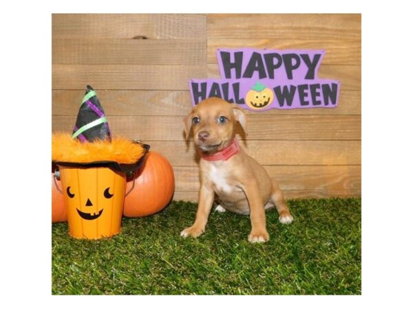 Jack Russell-DOG-Female-Red-7511-Petland Athens, OH