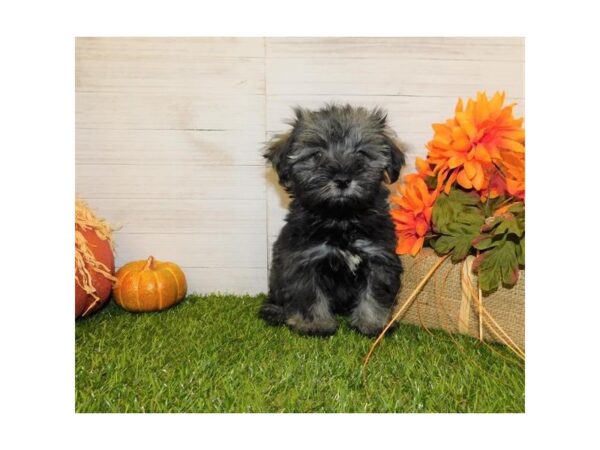 Schnoodle DOG Male Salt / Pepper 7516 Petland Athens, OH