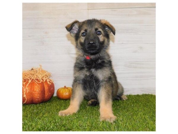 German Shepherd Dog DOG Male Sable 7512 Petland Athens, OH