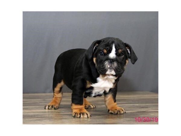 Bulldog DOG Male Black Tan / White 7514 Petland Athens, OH