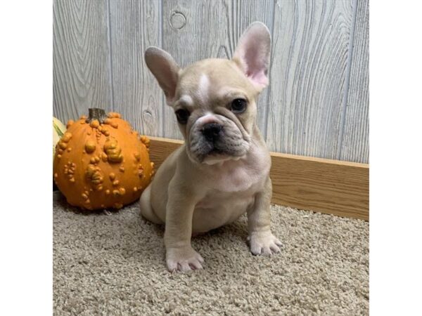 French Bulldog DOG Male Blue Fawn 7515 Petland Athens, OH