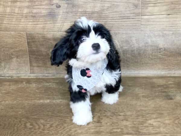 Mini Bernadoodle DOG Female BLACK WHITE 7510 Petland Athens, OH