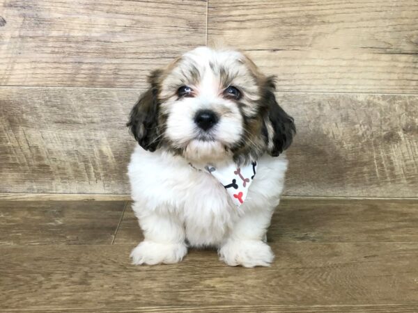 Teddy DOG Male brown white 7509 Petland Athens, OH