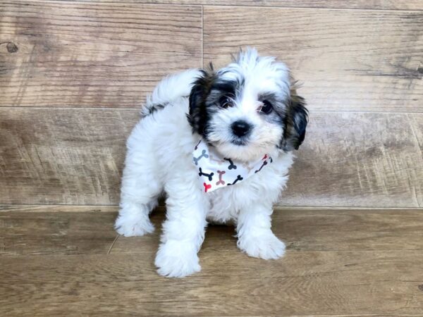 Teddy DOG Female brown white 7508 Petland Athens, OH