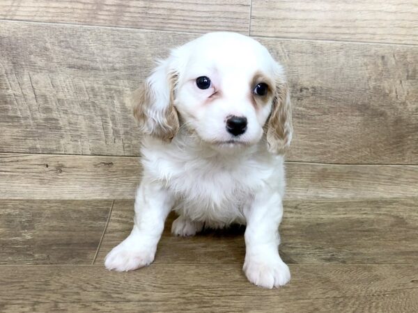 Cocker Chon-DOG-Male-BUFF WHITE-7524-Petland Athens, OH