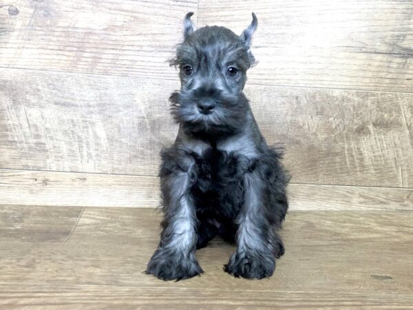 Mini Schnauzer-DOG-Male-Salt and Pepper-7523-Petland Athens, OH