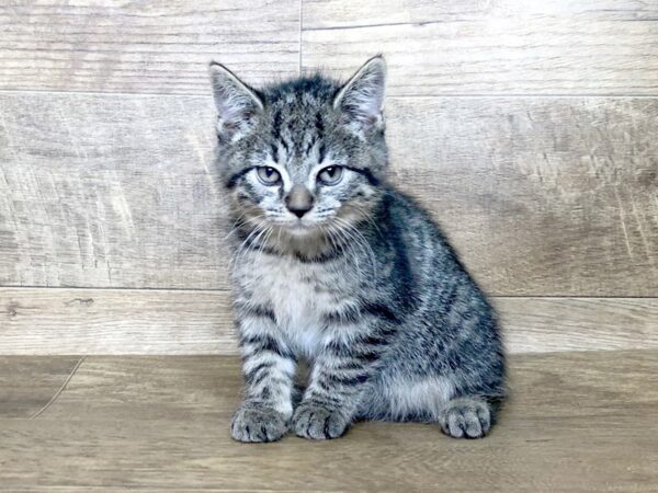 American Shorthair CAT Male Grey 7519 Petland Athens, OH