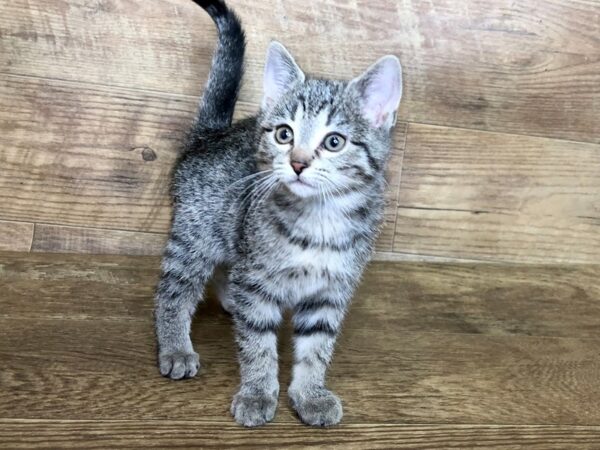 American Shorthair CAT Male Grey 7518 Petland Athens, OH