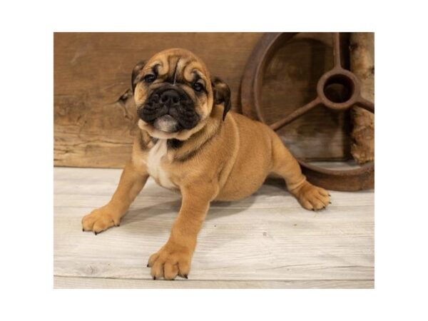 English Bulldog-DOG-Female-Brown / White-7525-Petland Athens, OH