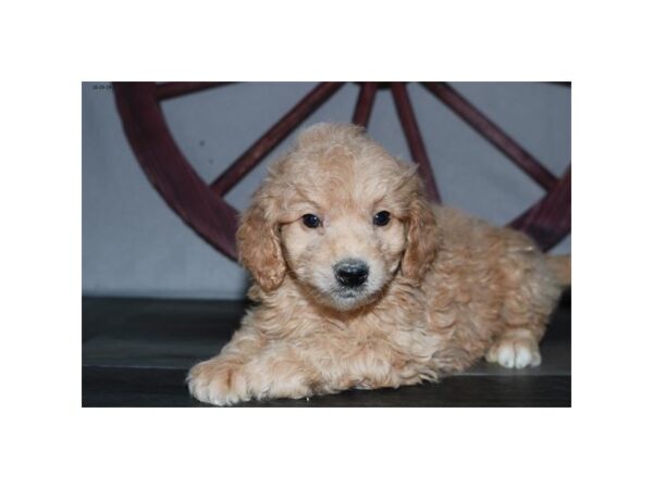 Goldendoodle Mini 2nd Gen-DOG-Male-Apricot-7527-Petland Athens, OH