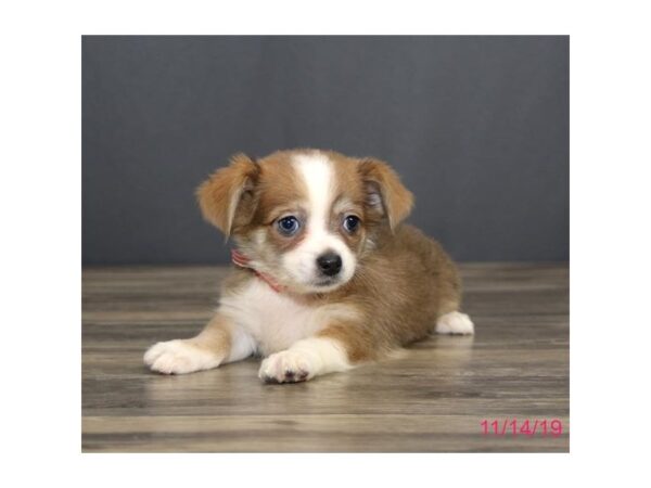 Chihuahua DOG Female Fawn / White 7526 Petland Athens, OH